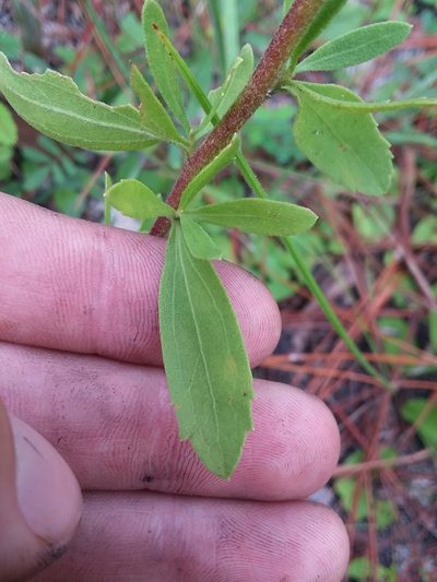 Eupatorium cuneifolium, photographed by Will McFarland