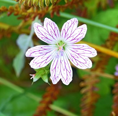 Geranium versicolor, photographed by Kostas Zontanos