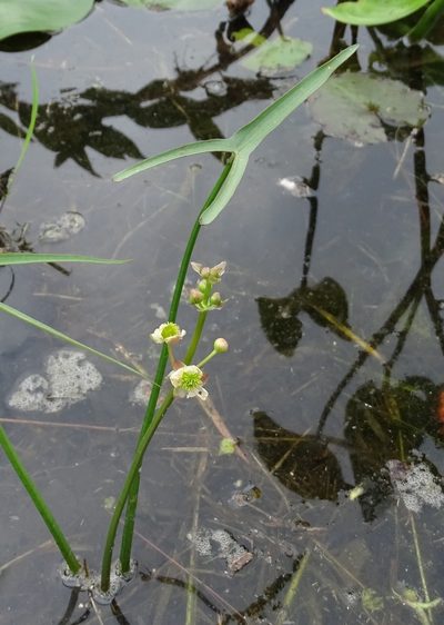 Sagittaria engelmanniana, photographed by Sandra Keller