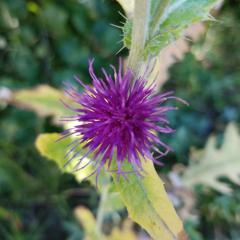 Cirsium remotifolium, photographed by Ellen Watrous