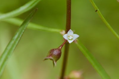 Scleromitrion diffusum, photographed by Cheng-Tao Lin