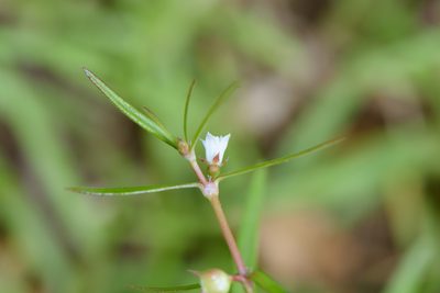 Scleromitrion diffusum, photographed by Cheng-Tao Lin