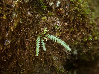 Micropolypodium okuboi, photographed by Cheng-Tao Lin
