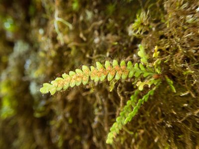 Micropolypodium okuboi, photographed by Cheng-Tao Lin