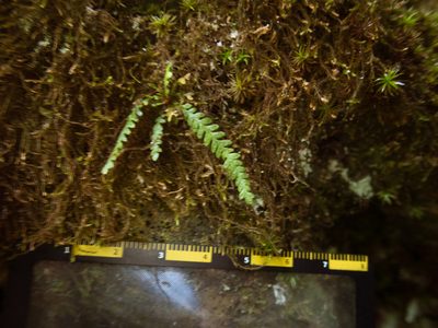 Micropolypodium okuboi, photographed by Cheng-Tao Lin