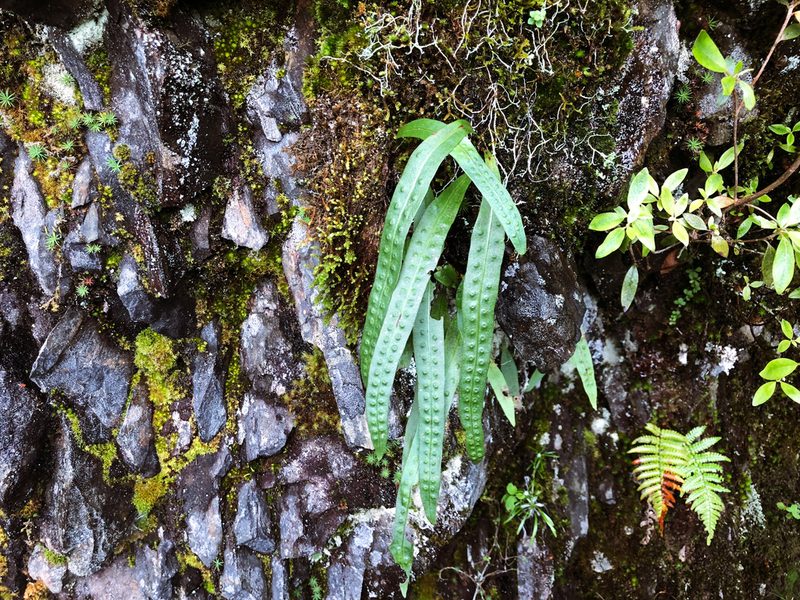 Lepisorus morrisonensis, photographed by Cheng-Tao Lin
