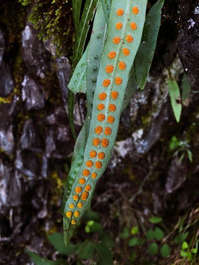 Lepisorus morrisonensis, photographed by Cheng-Tao Lin