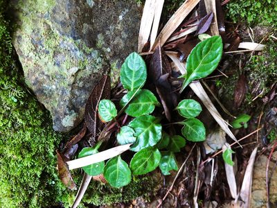 Ainsliaea henryi, photographed by Cheng-Tao Lin