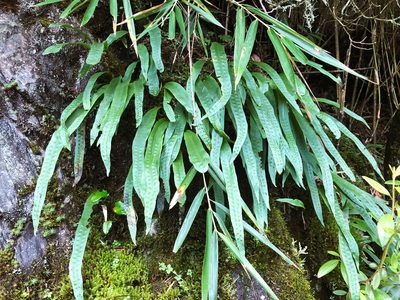 Lepisorus morrisonensis, photographed by Cheng-Tao Lin
