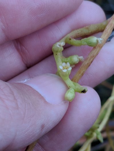 Cuscuta exaltata, photographed by Alison Northup