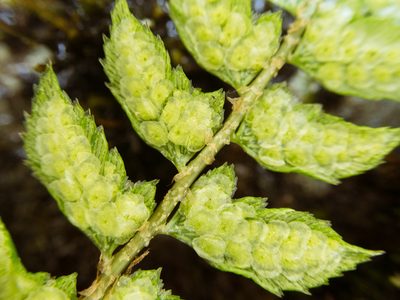 Polystichum nepalense, photographed by Cheng-Tao Lin