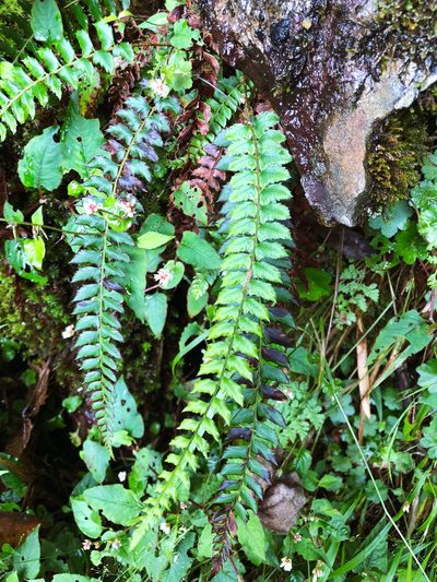 Polystichum nepalense, photographed by Cheng-Tao Lin
