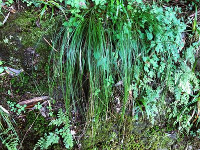 Trichophorum subcapitatum, photographed by Cheng-Tao Lin