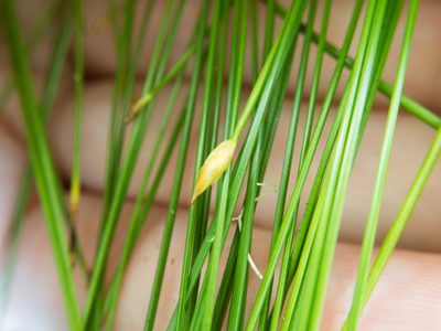 Trichophorum subcapitatum, photographed by Cheng-Tao Lin