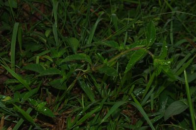 Platostoma palustre, photographed by Cheng-Te Hsu