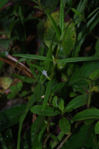 Scleromitrion angustifolium, photographed by Cheng-Te Hsu