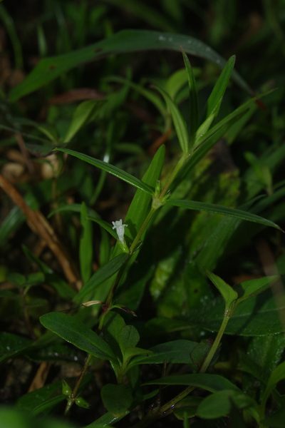 Scleromitrion angustifolium, photographed by Cheng-Te Hsu
