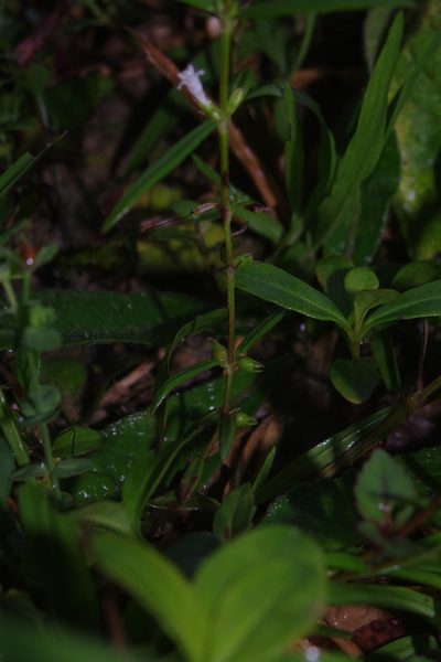 Scleromitrion angustifolium, photographed by Cheng-Te Hsu