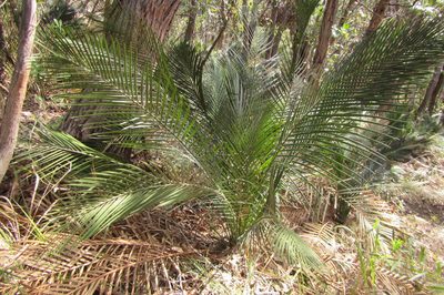 Macrozamia communis, photographed by coenobita