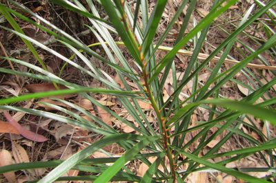 Macrozamia flexuosa, photographed by coenobita