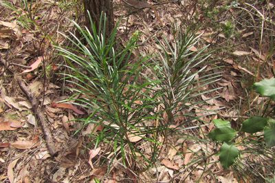 Macrozamia flexuosa, photographed by coenobita