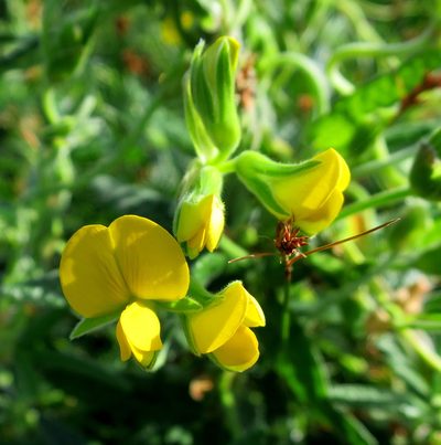 Rhynchosia chrysoscias, photographed by Di Turner