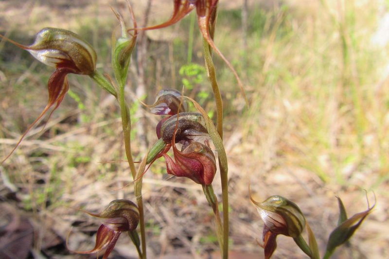 Pterostylis chaetophora, photographed by coenobita