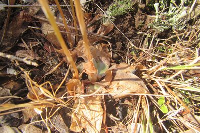 Pterostylis chaetophora, photographed by coenobita