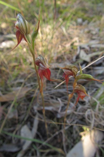 Pterostylis chaetophora, photographed by coenobita