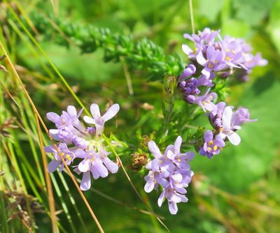 Selago villicaulis, photographed by Di Turner