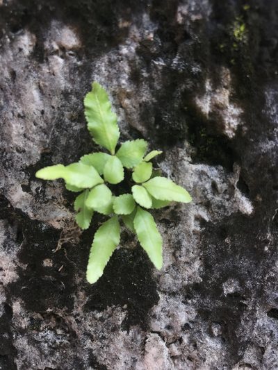 Pteris ryukyuensis, photographed by Pieter Pelser