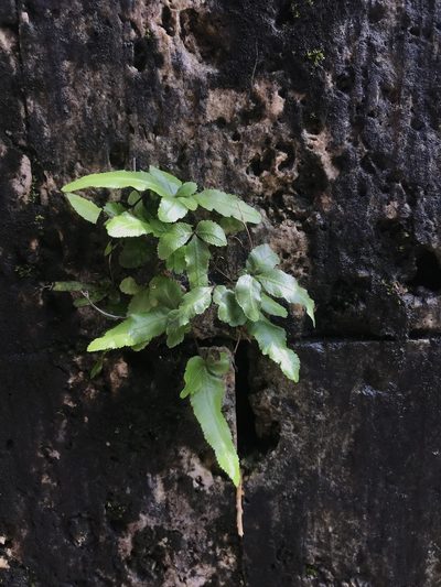 Pteris ryukyuensis, photographed by Pieter Pelser