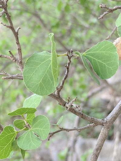 Bauhinia lunarioides, photographed by Alison Northup