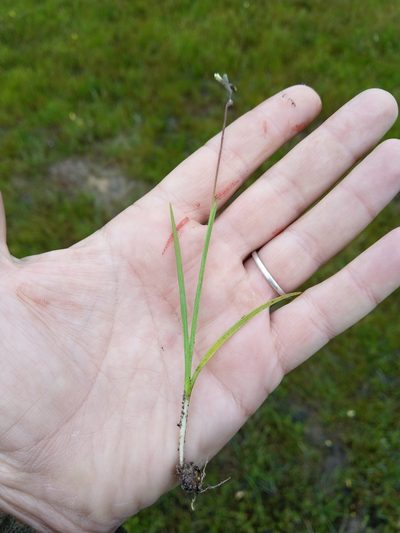 Hesperantha pilosa, photographed by Jacques van der Merwe