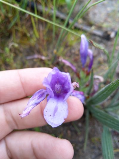 Babiana leipoldtii, photographed by Jacques van der Merwe