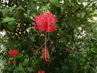 Hibiscus schizopetalus, photographed by Mattia Menchetti