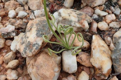Albuca spiralis, photographed by Peter Warren