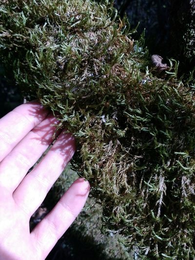 Neckera californica, photographed by Ken-ichi Ueda