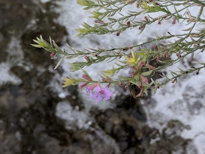 Lythrum californicum, photographed by Alison Northup