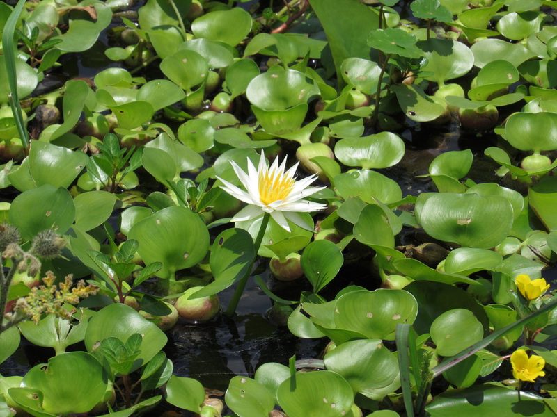 Nymphaea gracilis, photographed by Oscar Alejandro Morales Juárez