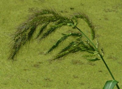 Echinochloa walteri, photographed by kent ozment