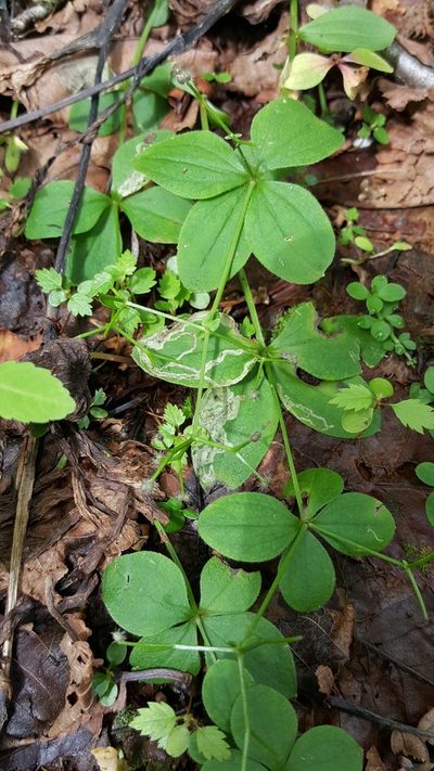 Galium kamtschaticum, photographed by naturalist charlie
