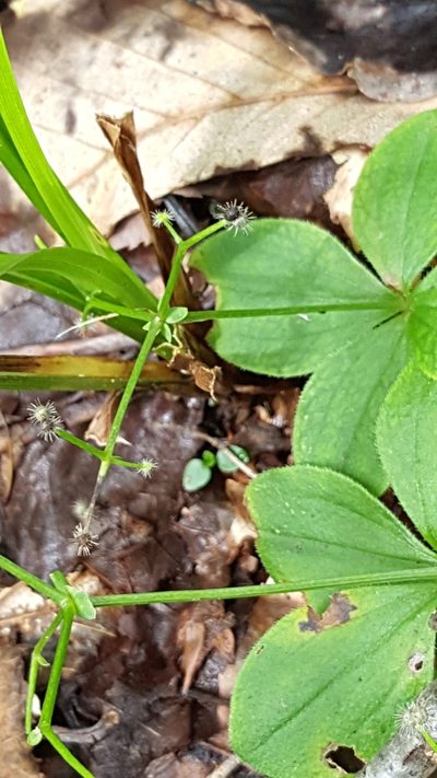 Galium kamtschaticum, photographed by naturalist charlie
