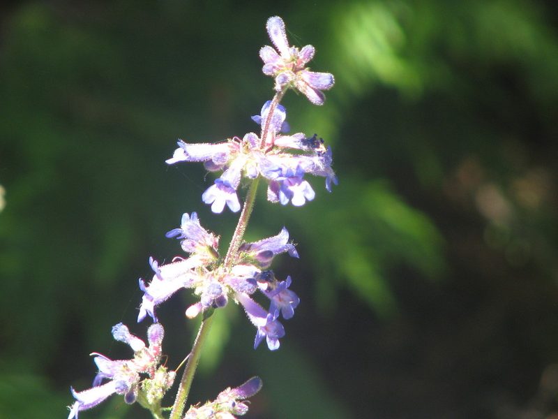 Penstemon subserratus, photographed by 66dodge
