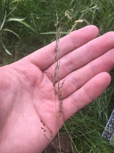 Muhlenbergia montana, photographed by Trystan Harpold