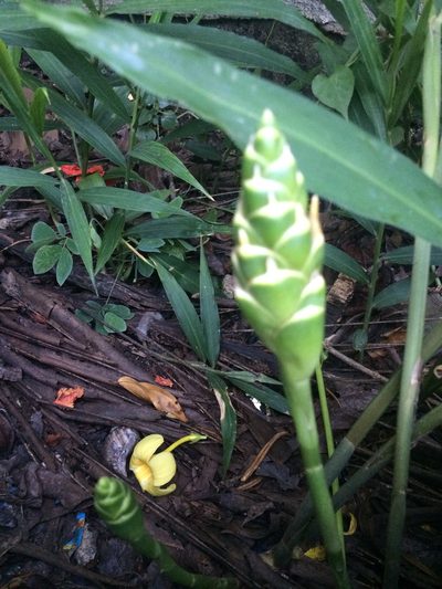 Zingiber officinale, photographed by Greg III Espera