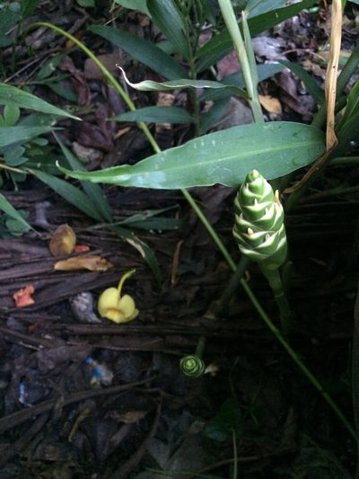 Zingiber officinale, photographed by Greg III Espera