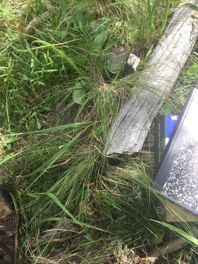 Festuca arizonica, photographed by Trystan Harpold