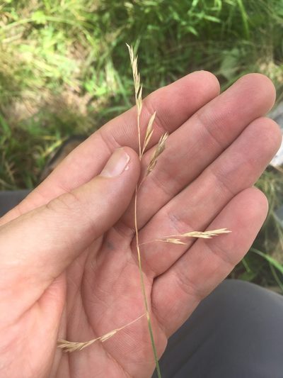 Festuca arizonica, photographed by Trystan Harpold