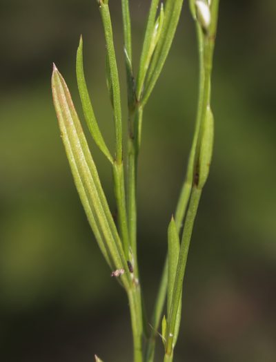 Polygonum tenue, photographed by aarongunnar